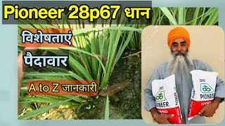 Pioneer 28P67 हाइब्रिड धान | सम्पूर्ण जानकारी