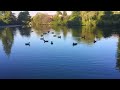 find nature s serenity with birds on a relaxing pond