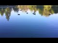 find nature s serenity with birds on a relaxing pond