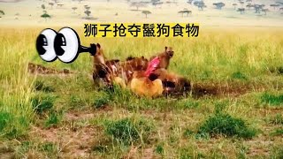 獅子與鬣狗一起用餐，最後雄獅來了！ #野生動物零距離