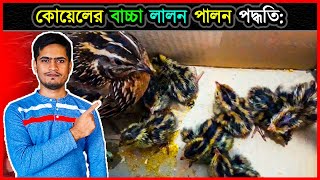 বাড়িতে কোয়েল পাখির বাচ্চা ফোটালে বা কিনলে যেভাবে লালন-পালন করবেন🐣  Quail Baby Foster Method⚡ jactok