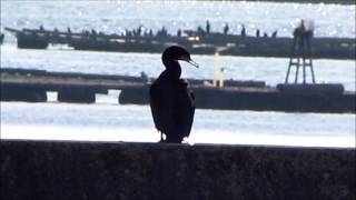 ●大野のかき街道にある丸石漁港で見た鳥達♪