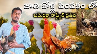 జాతి కోళ్ల పెంపకం లో మెళకువలు||ఎలాంటి జాతి కోళ్లు పెంచాలి||జాతి కోళ్ళు అంటే ఏంటి