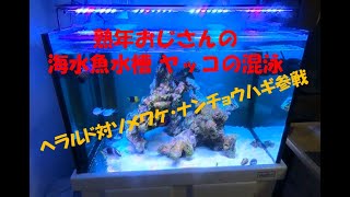 熟年おじさんの海水魚水槽　ヤッコの混泳