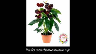 Bangkok Anthuriums Prices - බැංකොක් ඇන්තූරියම් මිල ගණන් - DAD Gardens - #shorts - Anthurium