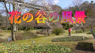 ４月２日晴れ春の桜とっとり花回廊の花の谷の風景