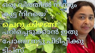 ഒരു വിത്തിൽ നിന്നും കുട്ട നിറയെ ചെറു കിഴങ്ങ് പറിച്ചെടുക്കാൻ ഇതു പോലെ നട്ടു പിടിപ്പിക്കു ടിപ്സ്