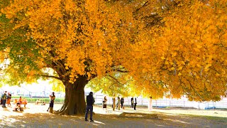 4K HDR - Ginkgo biloba tree autumn gold || Toyokawa - Aichi