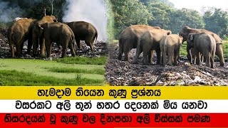 වන සතුන්ට මරු කෑදවන කුණුවල දිනපතා අලි විස්සක් පමණ කුණු කනවා media .lk #everyone #elephant