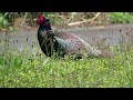 green pheasant