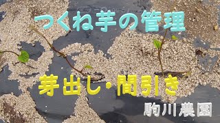 つくね芋の管理　芽出し・間引き　目指せ100品目　邑南町　駒川農園　21.5.25