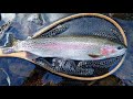 今日も釣り歩く 10 26 2020 2時間半歩き続けて！ mountain stream fishing 26 oct. 2020