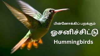 பின்னோக்கிப் பறக்கும் ஓசனிச்சிட்டு || #hummingbird #ஓசனிச்சிட்டு