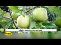 ஜம்மு காஷ்மீரில் இருந்து 12 லட்சம் ஆப்பிள்கள் கொள்முதல் apple jammu kashmir import