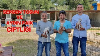 Sergen Tosun ve Aydın Faik Süs Tavukları Çiftliği