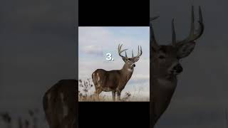 Which deer are you taking