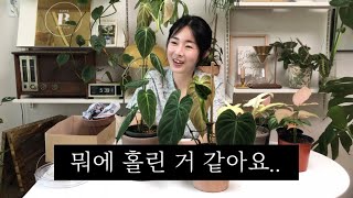 토분과 화분받침까지 완벽했던 식물쇼핑🌿 후회 일도 없는 식물가게를 만났어요