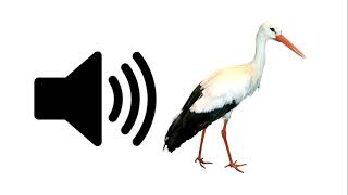 Stork - Sound Effect | ProSounds