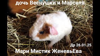 ОТКУДА - это ЧУДО ? ЖеневьЕВА Др 26.01.25 ДОЧЬ Веснушки и Марселя #морские_свинки #американскийтедди