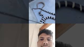 OMG 😱😳😱 king cobra snake 🐍🐍🐍#snake #shorts #horral short #king cobra #viral video