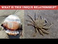 The Cannonball Jellyfish and spider crab's amazing relationship!