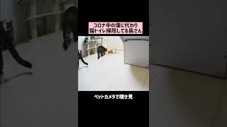 コロナに感染したので猫トイレ掃除代わってくれてる奥さん #shorts