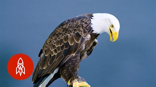 The Northern Bald Eagle Makes a Mighty Comeback