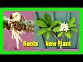 How To Grow Frangipani In Water: Plumerias Cutting Propagation In Water