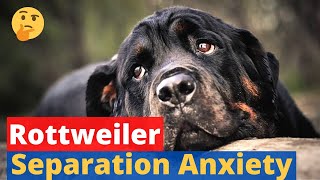 Rottweiler Separation Anxiety: What you Should Do and What you Shouldn't?