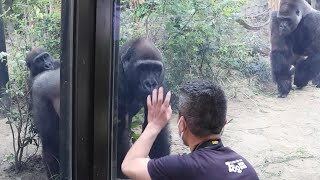 Gorilla⭐️Momotaro and Gentaro become wary when they saw a zoo staff pointing a camera at Kintaro.