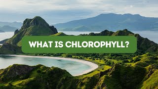 What is Chlorophyll?