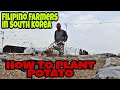 Potato Farming | Filipino Farmers in South Korea #farming #ofwinsouthkorea