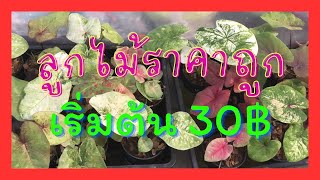 EP.20 | ลูกไม้สวยๆ ถูกๆ ราคาเริ่มต้น30฿ (Part2)