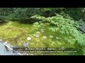 西芳寺【苔寺】其の弐 2023年9月17日 saiho ji【koke dera】part Ⅱ sep 17th 2023 4k