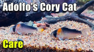 One of THE Best! Adolfo's Cory Cat Care and Breeding