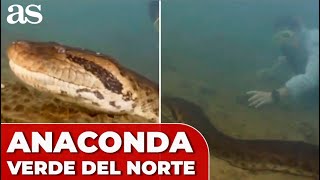 DESCUBREN una NUEVA ANACONDA GIGANTE en el AMAZONAS