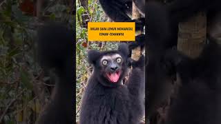 inilah lemur Indri, penghuni misterius hutan. #yummy #videoshorts #video #construction