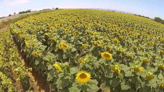 Sunflowers Near Dixon