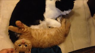 茶トラ子猫「ひろし」老猫クロ(20歳)のそばは落ち着くニャ～ Little Kitty and Old Cat