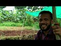 how to peanuts grow നിലക്കടല കപ്പലണ്ടി വളരെ എളുപ്പത്തിൽ കൃഷി ചെയ്യാ൦