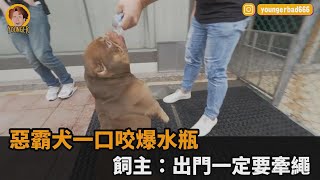 惡霸犬一口咬爆水瓶　飼主：出門一定要牽繩－民視新聞