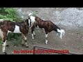 गुजरी नस्ल make u0026fimale jmk goat farm ajmer goat farming all 🇮🇳india goat🐐 sappliyer sell