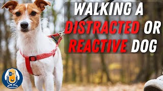 Leash Walking: Distracted, or Reactive Dog? These Games Will Help! #76