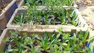 টবে বিলাতি ধনিয়ার বীজ থেকে চারা তৈরি || How to Grow Dhania in Pot || Sobuj Bangla || Part - 342