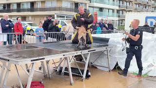 Young Police Pup Navigates Water Obstacle: Training Challenges in 1080p