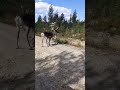 Deer have sex!! #animals  #shorts #shortvideo #deer #deer