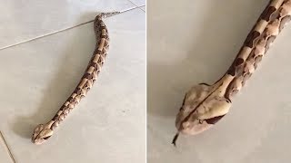 Baby Gaboon Viper Slithers Across Kitchen Tiles