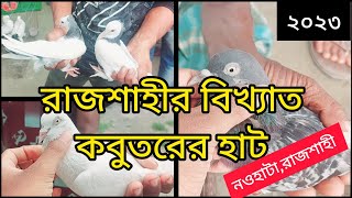 ১৯ জুন ২০২৩ | নওহাটা হাট থেকে গিরিবাজ কবুতরের দাম জানুন,নওহাটা বাজার, রাজশাহী | pigeon market |