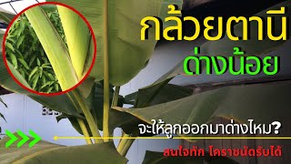 กล้วยตานีด่างน้อยจะให้ลูกออกมาด่างไหม #กล้วยด่าง #กล้วยตานีด่าง #ไม้ด่าง