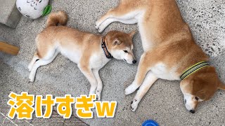 仲良く溶けている柴犬きょうだいが可愛いw